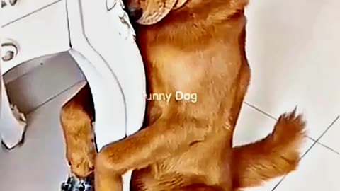 😂😆 "This Dog Just Invented Comedy!" 😂😆