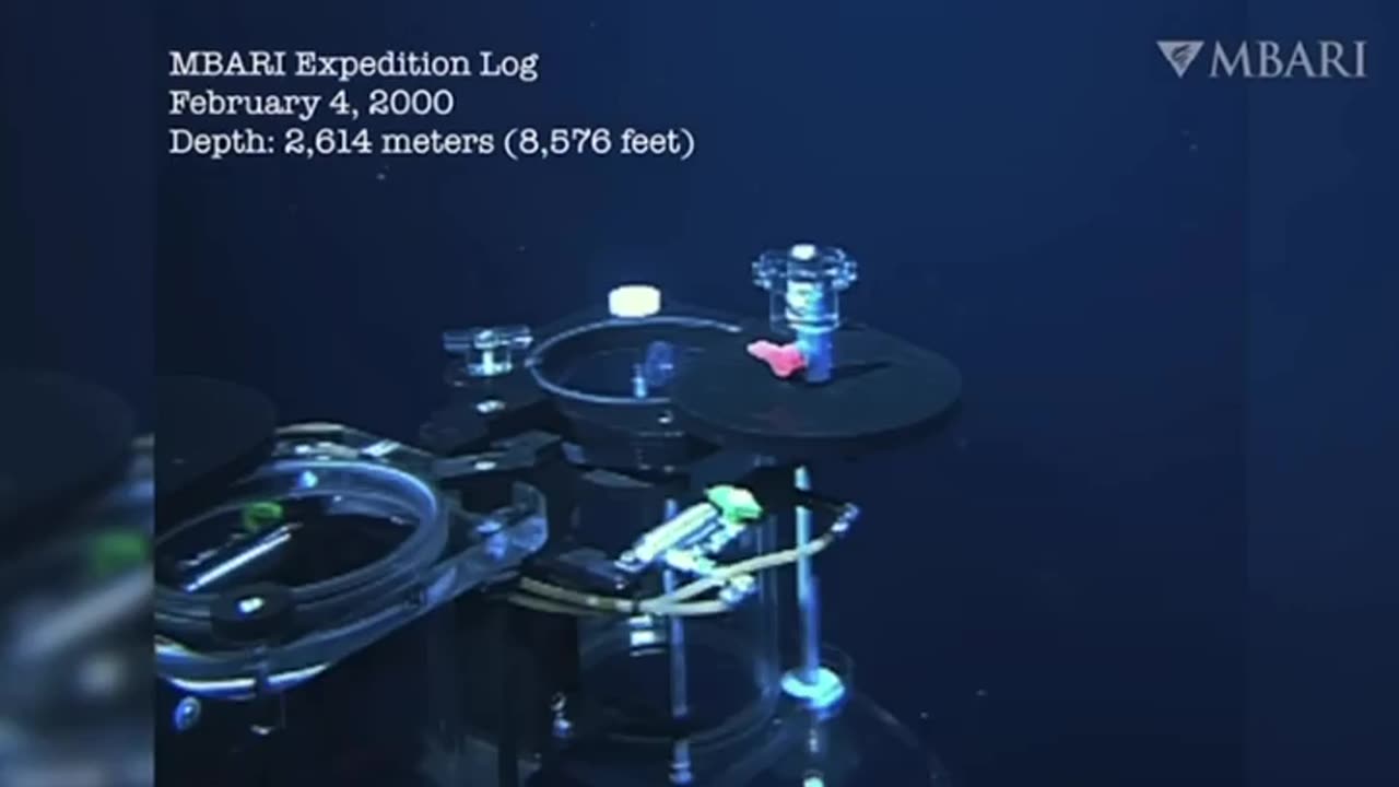 ✨🌊 Meet the Bioluminescent Sea Slug Discovered by MBARI! | FeedMyCuriosity