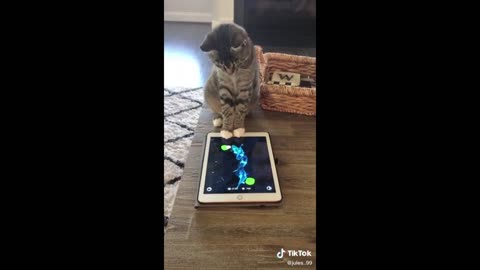 Funny Animal Videos 2025 - Funny cats_dogs - Funny animals - Part 2