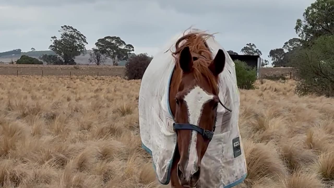When Your Horse Is Overjoyed to See You