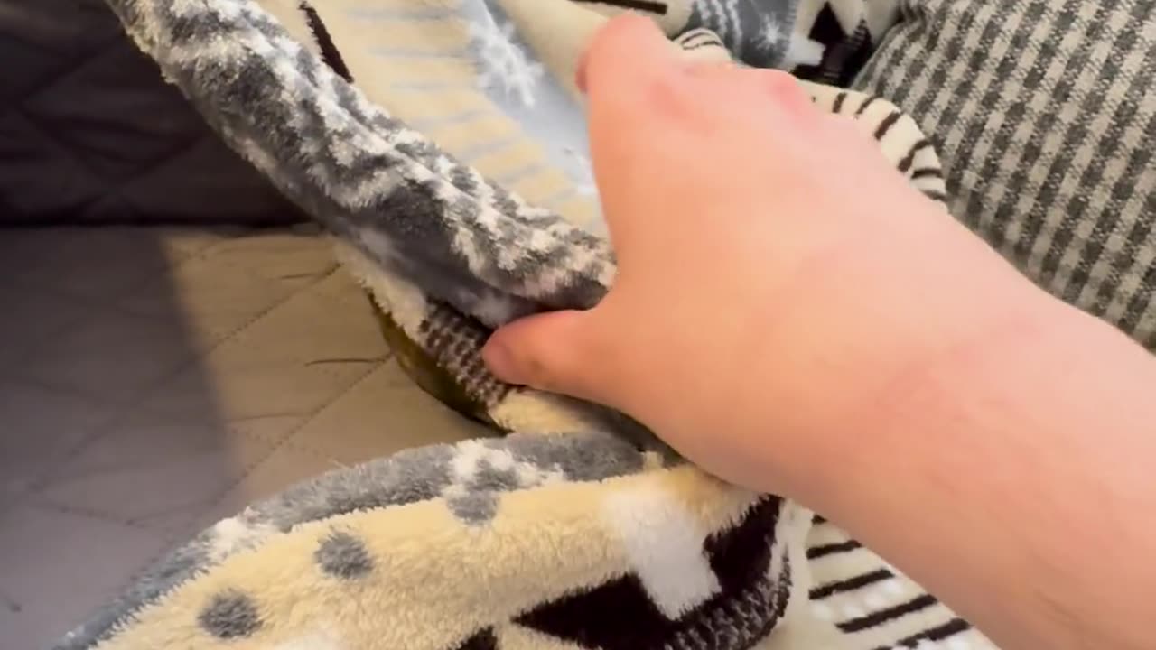 I know Chihuahuas love burrowing in blankets,