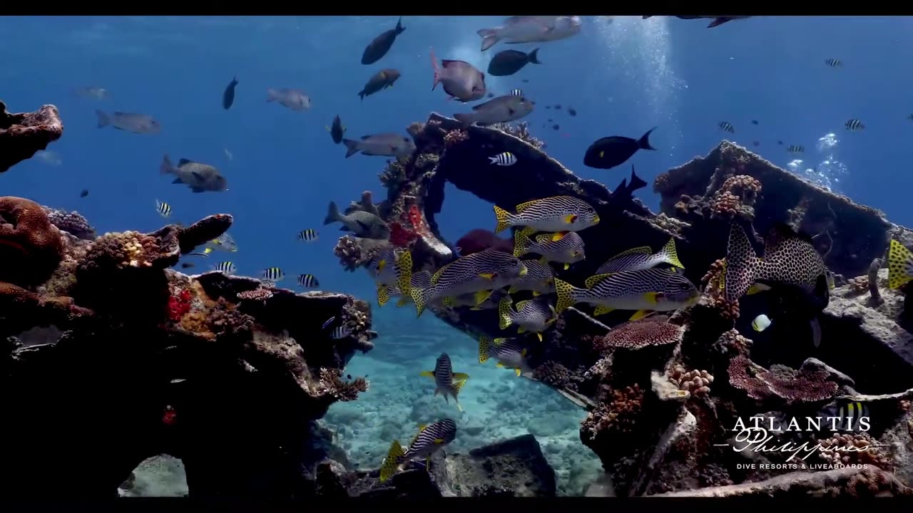The Pristine Reefs of Tubbataha!