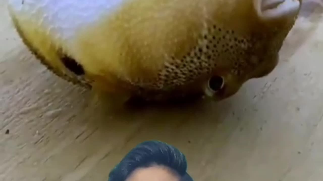 "World’s Most DRAMATIC Fish! 🐡💨 This Will Shock You!"