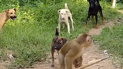 The monkey hit the dogs with a stick
