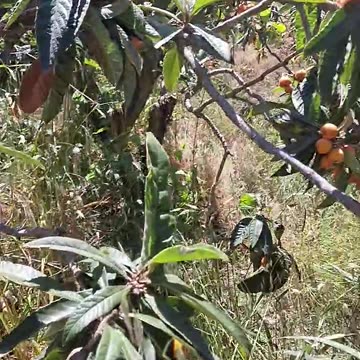 do you know these fruits?🧡 #shorts