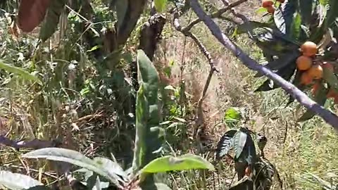 do you know these fruits?🧡 #shorts