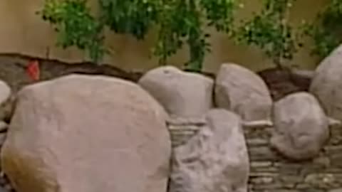 Ozzy Osbourne looking for a cat