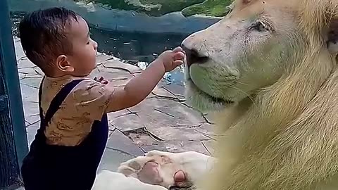 Baby touches lions nose