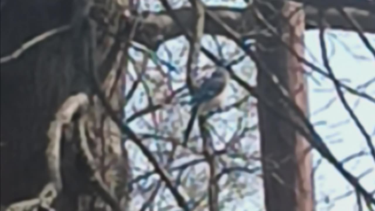 Blue Jay
