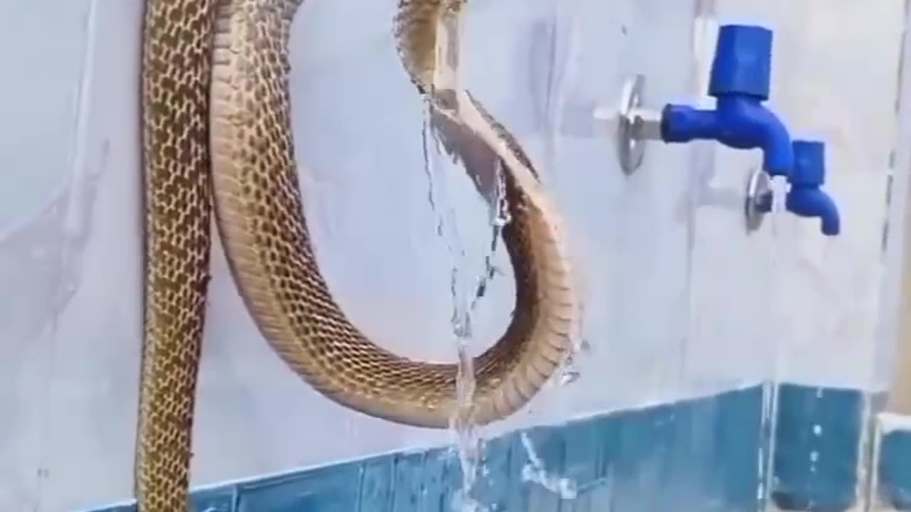 Ready for attack