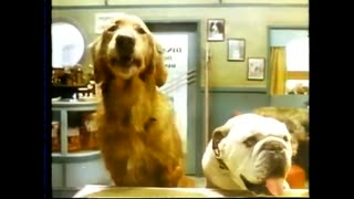 March 30, 1978 - Dogs Love Gravy Train