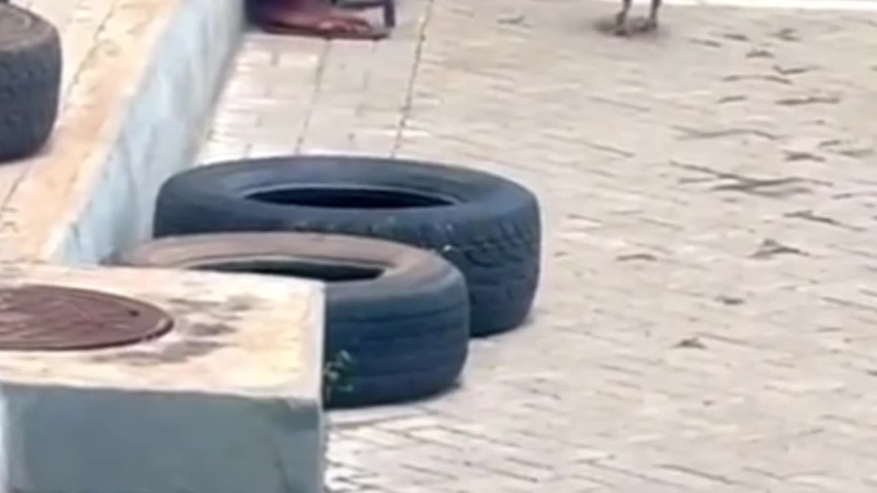 This rooster is a fighter.