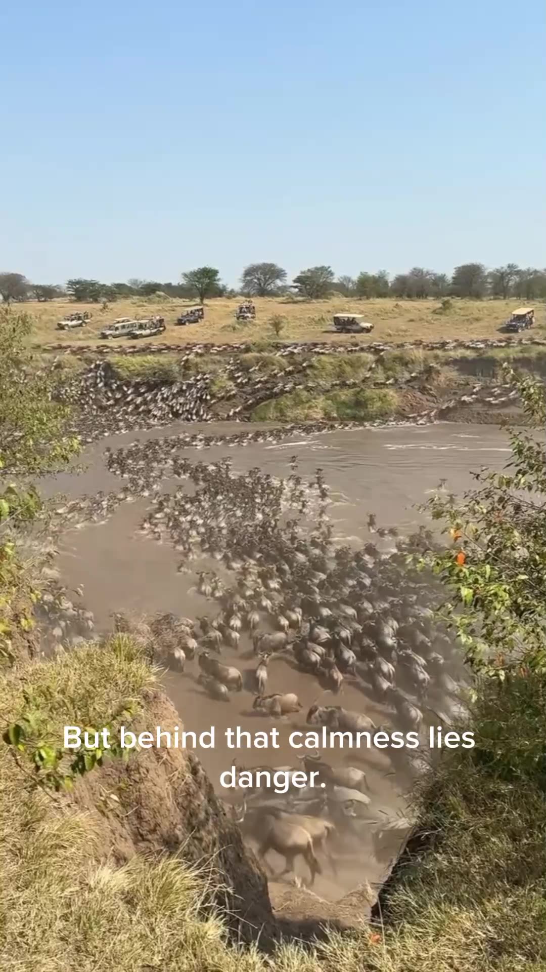 “Lion vs Hippo: A Deadly Clash in the African Wild