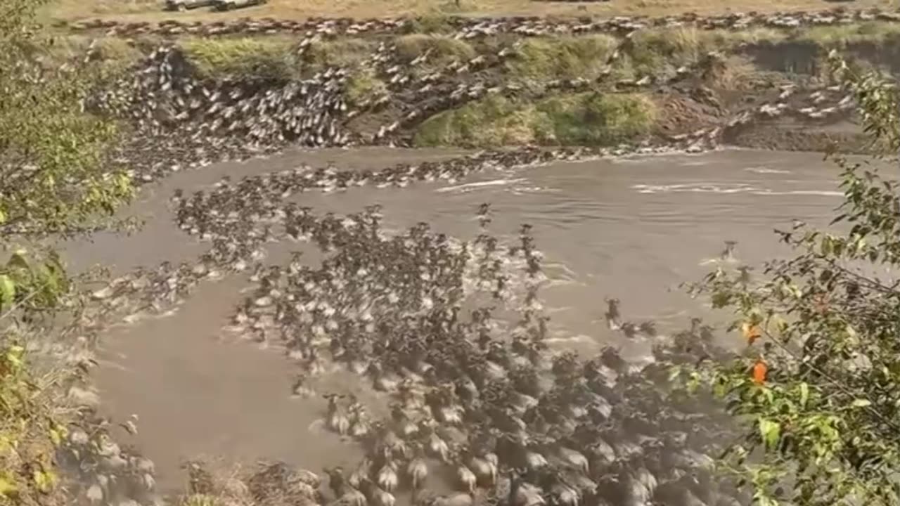 “Lion vs Hippo: A Deadly Clash in the African Wild