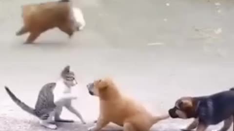 Funny videos 🤣 of dogs and cats 😂