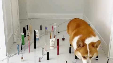 I was expecting that to go very differently... 😅👏 #shorts #dog #cat #corgi #challenge