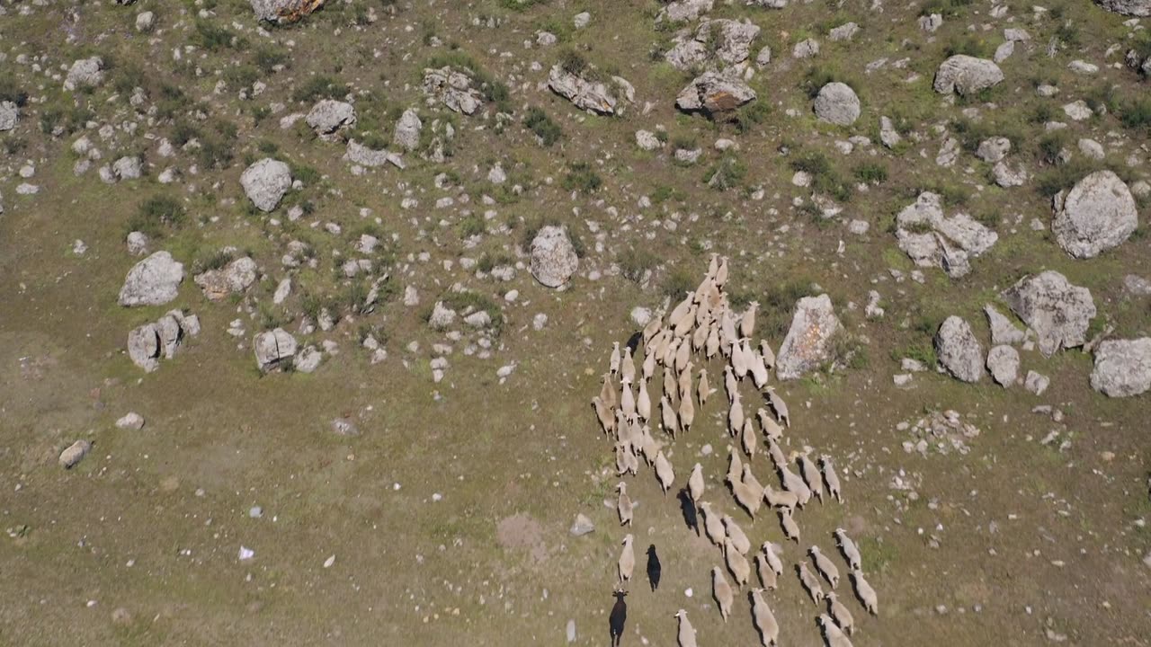 viral