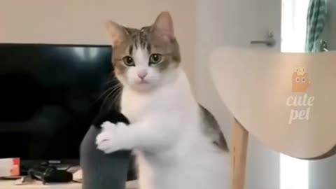 CUTE funny Cat 😁