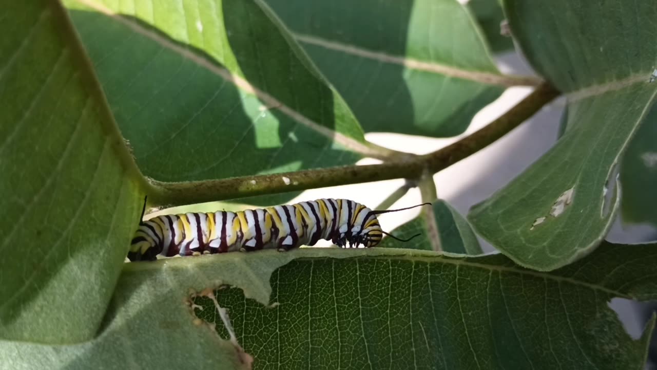 Monarch Butterfly Caterpillar