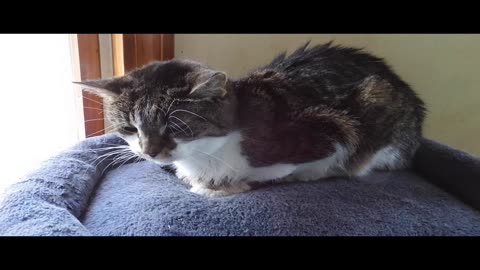 "Vickey the Cat" RIP (Spring 2009--Autumn 2025)