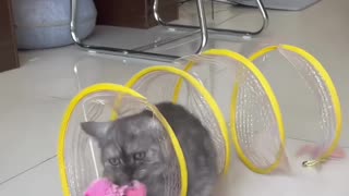 Cat Adventure Tunnel Playful Hide Seek Toy