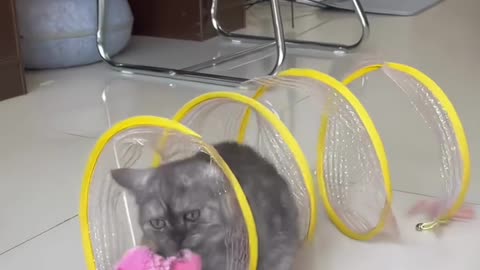 Cat Adventure Tunnel Playful Hide Seek Toy