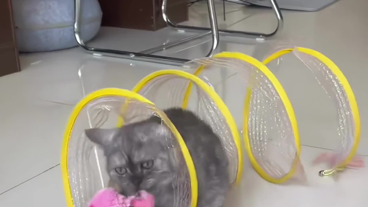 Cat Adventure Tunnel Playful Hide Seek Toy
