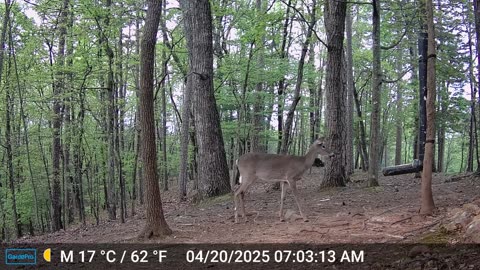 The Woods – 04/20/2025