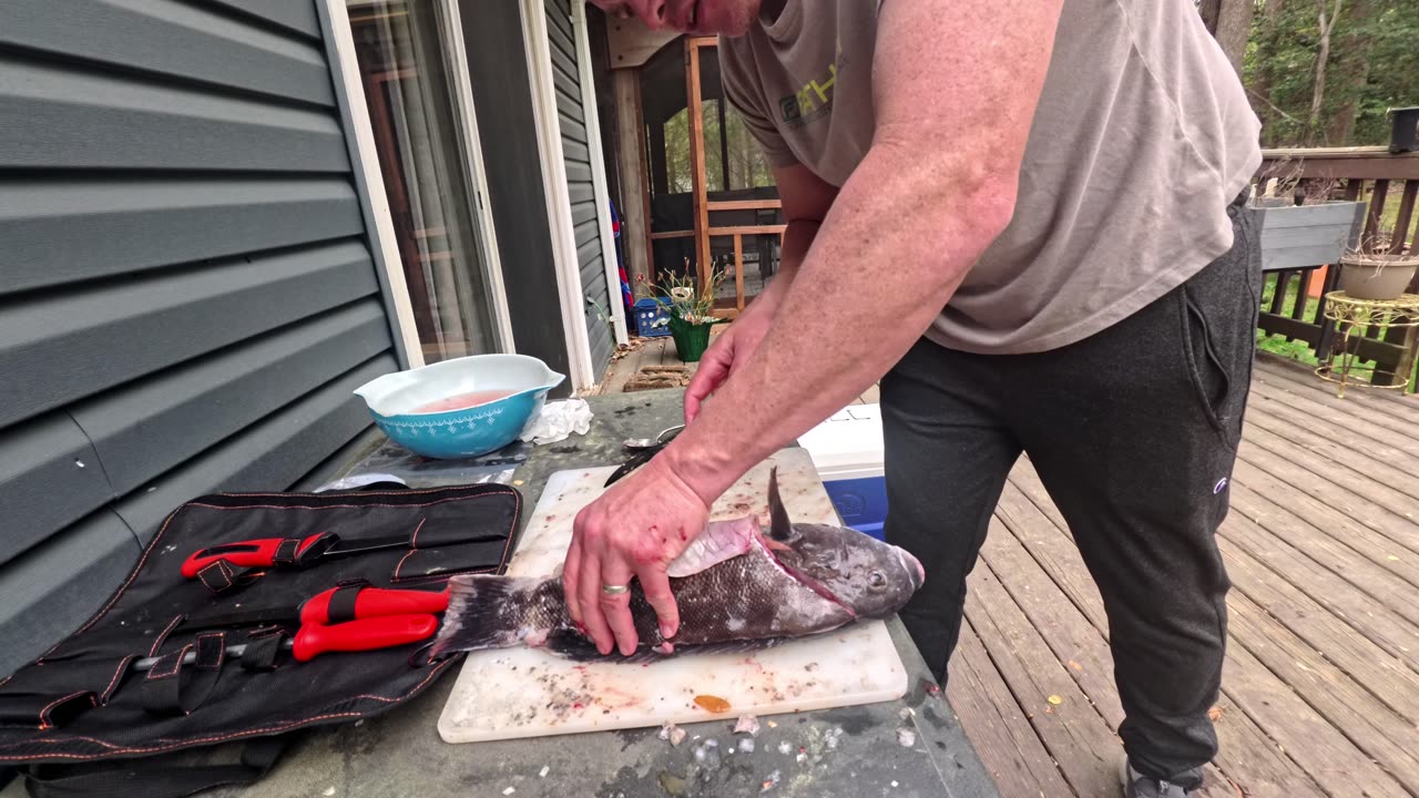 How to fillet a Tautog