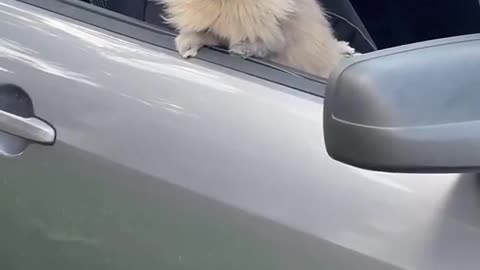 Take a ride with Lenny 😎