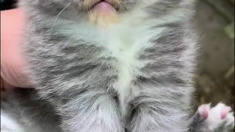 Angry kitte 😼