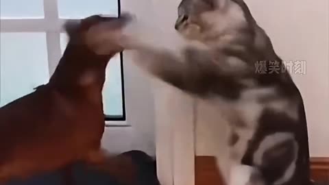 How fast are cat's reactions 🐈 😻 🐈‍⬛️