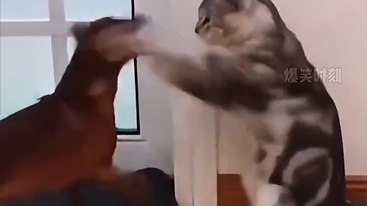 How fast are cat's reactions 🐈 😻 🐈⬛️