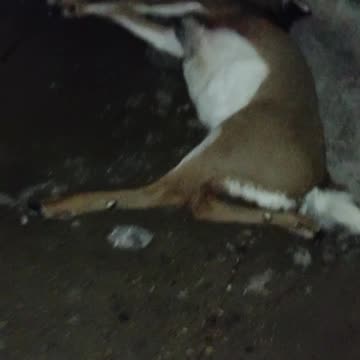 The Deer that hit front of my CAR