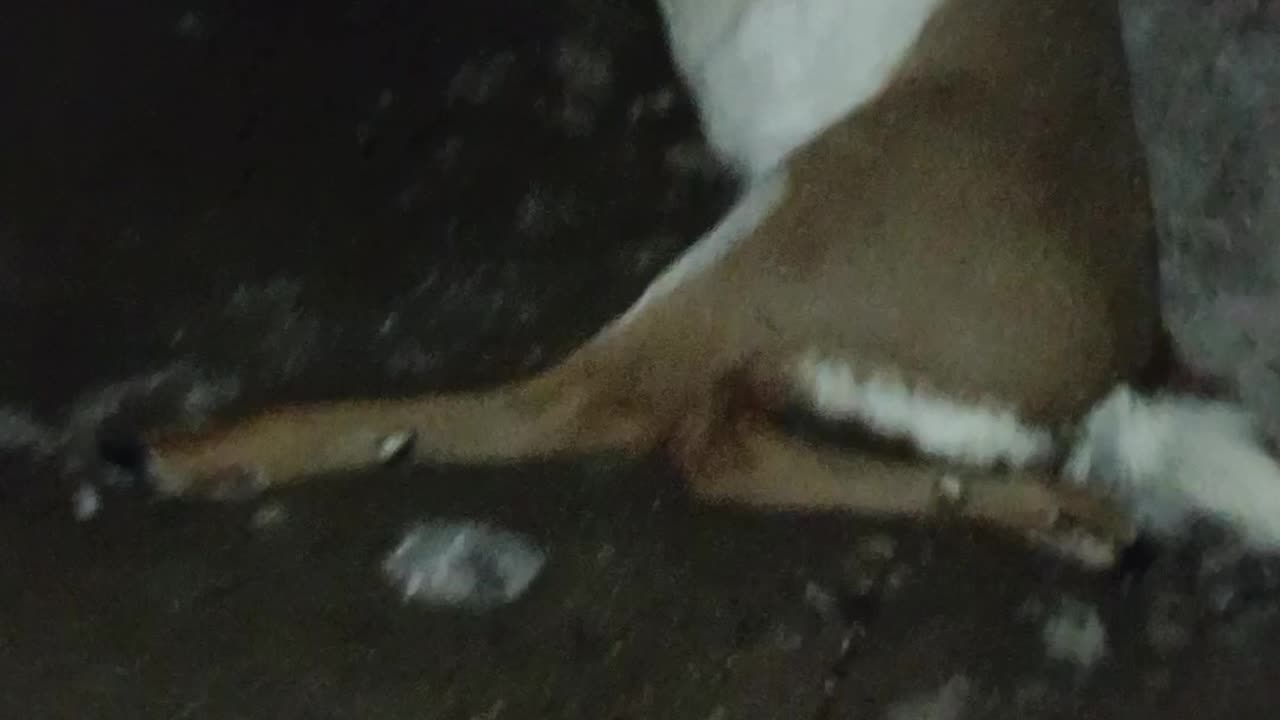 The Deer that hit front of my CAR