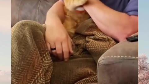 Funny Cats