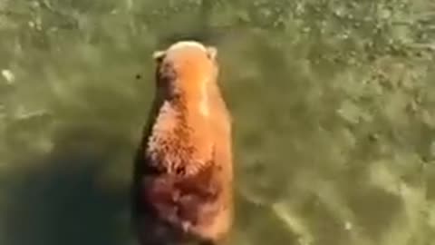 😂🐻 You Won't Believe This Adorable Bear's Life! | FunFM