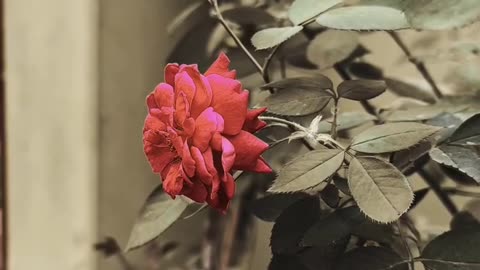 RED ROSE VIDEO ❤ #maxrecords #larkana #sindh #pakistan