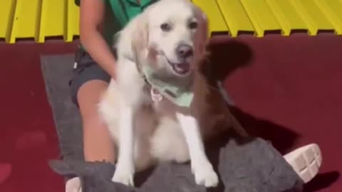 Service dog loves the slide.. 😊