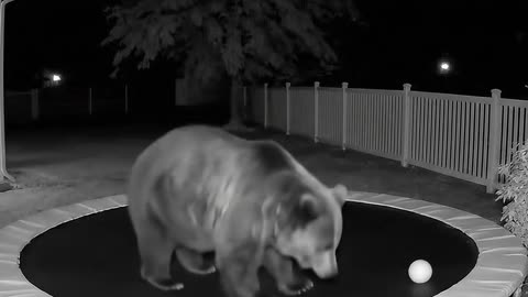 Trampoline bear captured on CCTV 😄