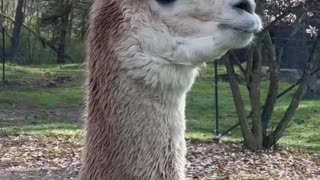Alpaca LOL