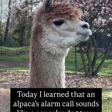 Alpaca LOL