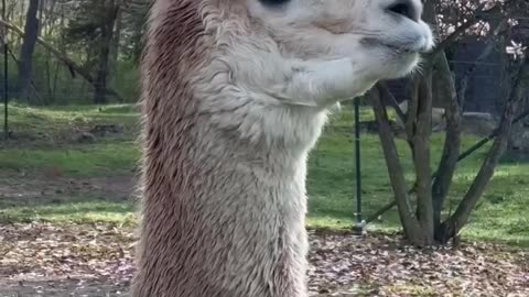 Alpaca LOL