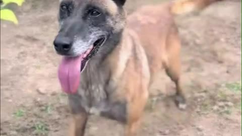 Dog Saved his owner in Danger!