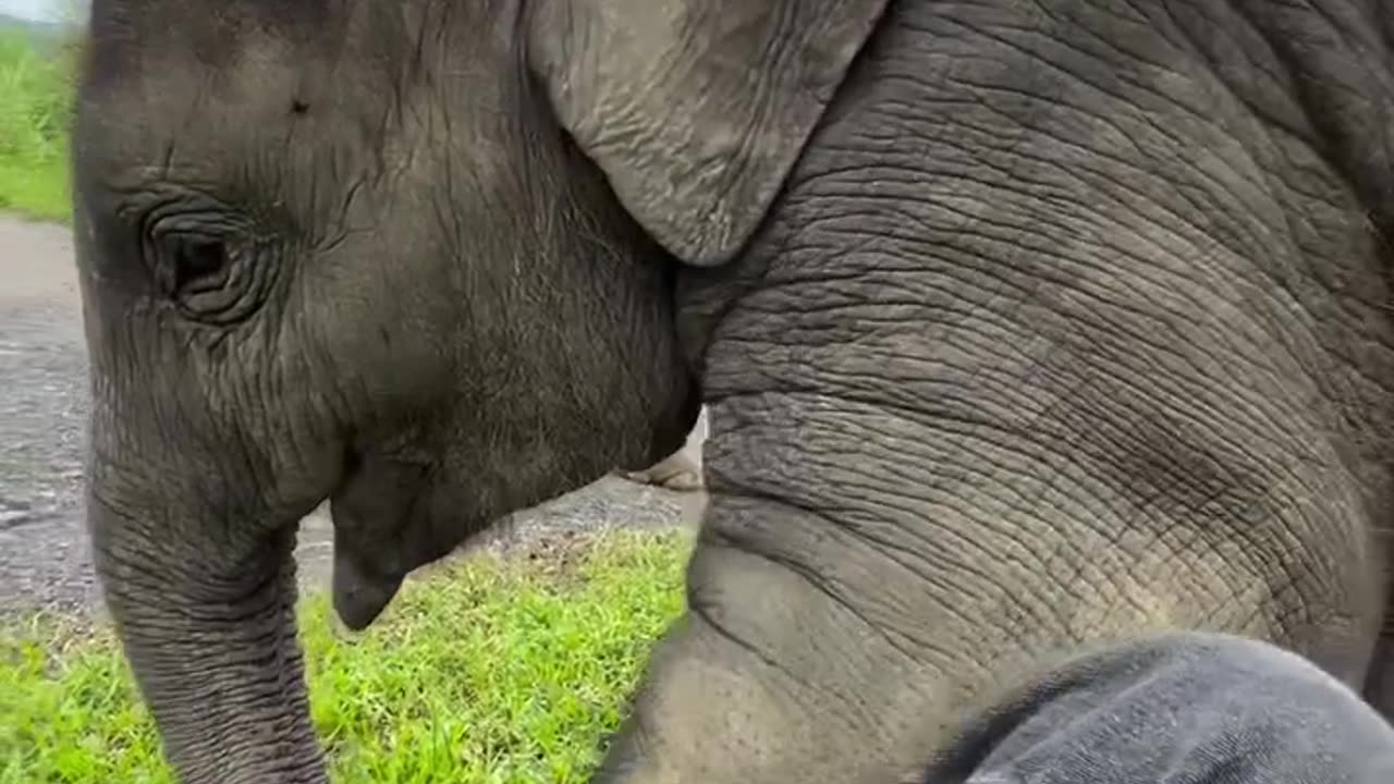 First Time Touching an Elephant… He Stole My Shoes 🐘😂"