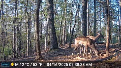 The Woods – 04/16/2025