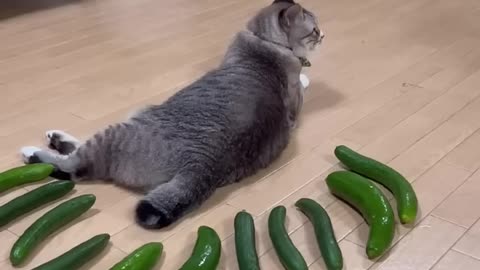 Cucumber prank in the cat🤣