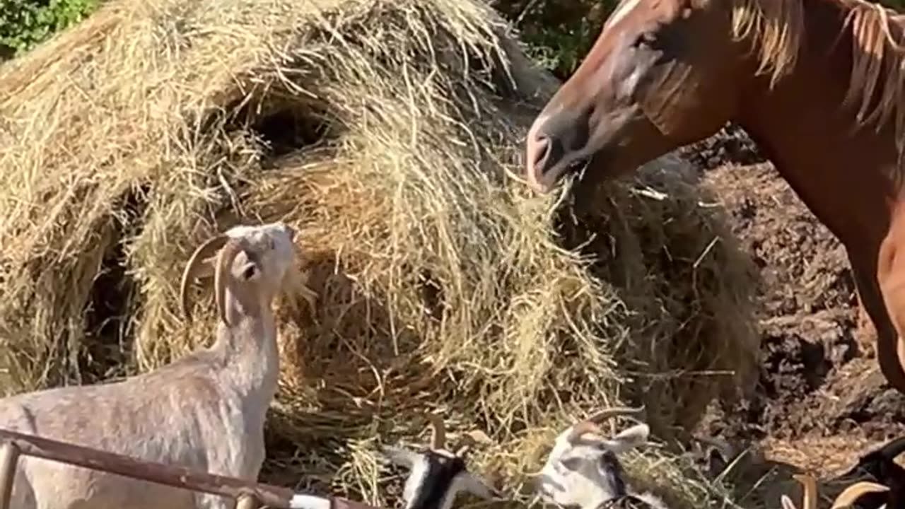 Is there anything Better than a Fresh Bale of Hay?