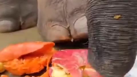 Elephant