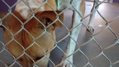 Yogi Bear 1y Pet Id 940279 kennel 20 HSSAZ shelter so untrusting of me, tough relationship2025829263